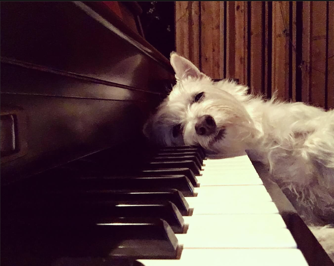Senior Pup Bradford Loves Nothing More Than His Mom’s Piano Playing