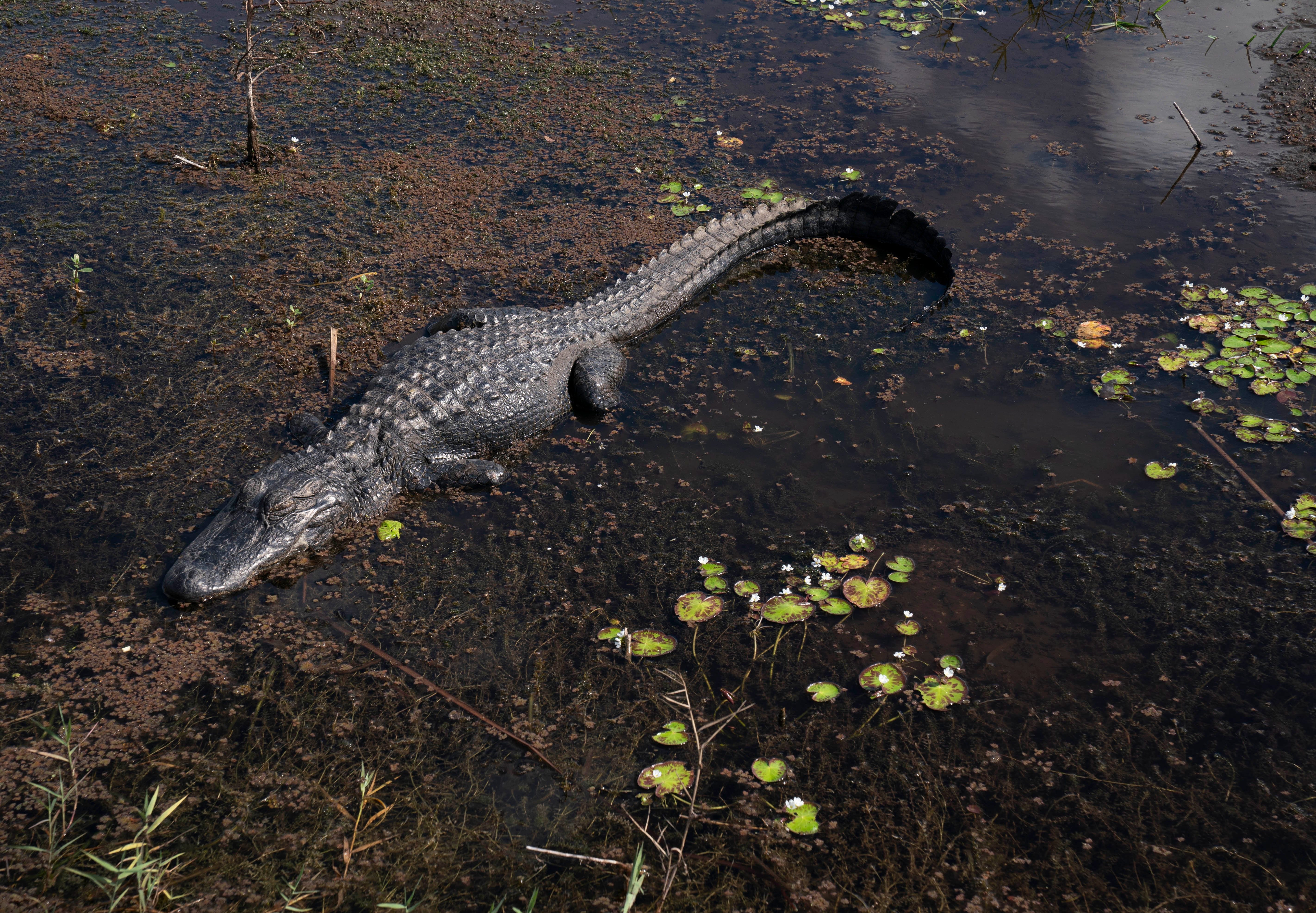Dog Mom Beats Up Gator to Save Puppy