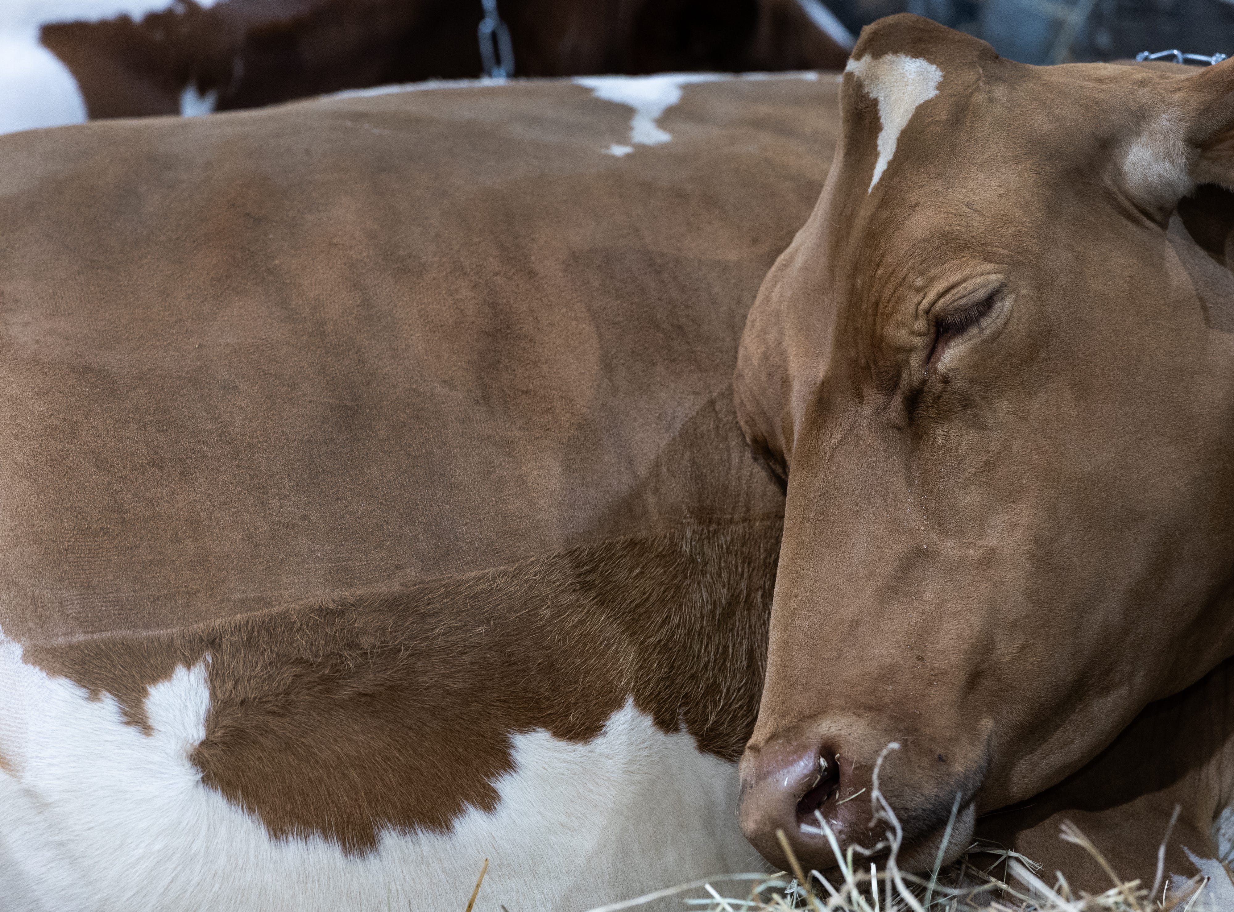 Terrifying Stampede Leaves Woman Fighting for Her Life