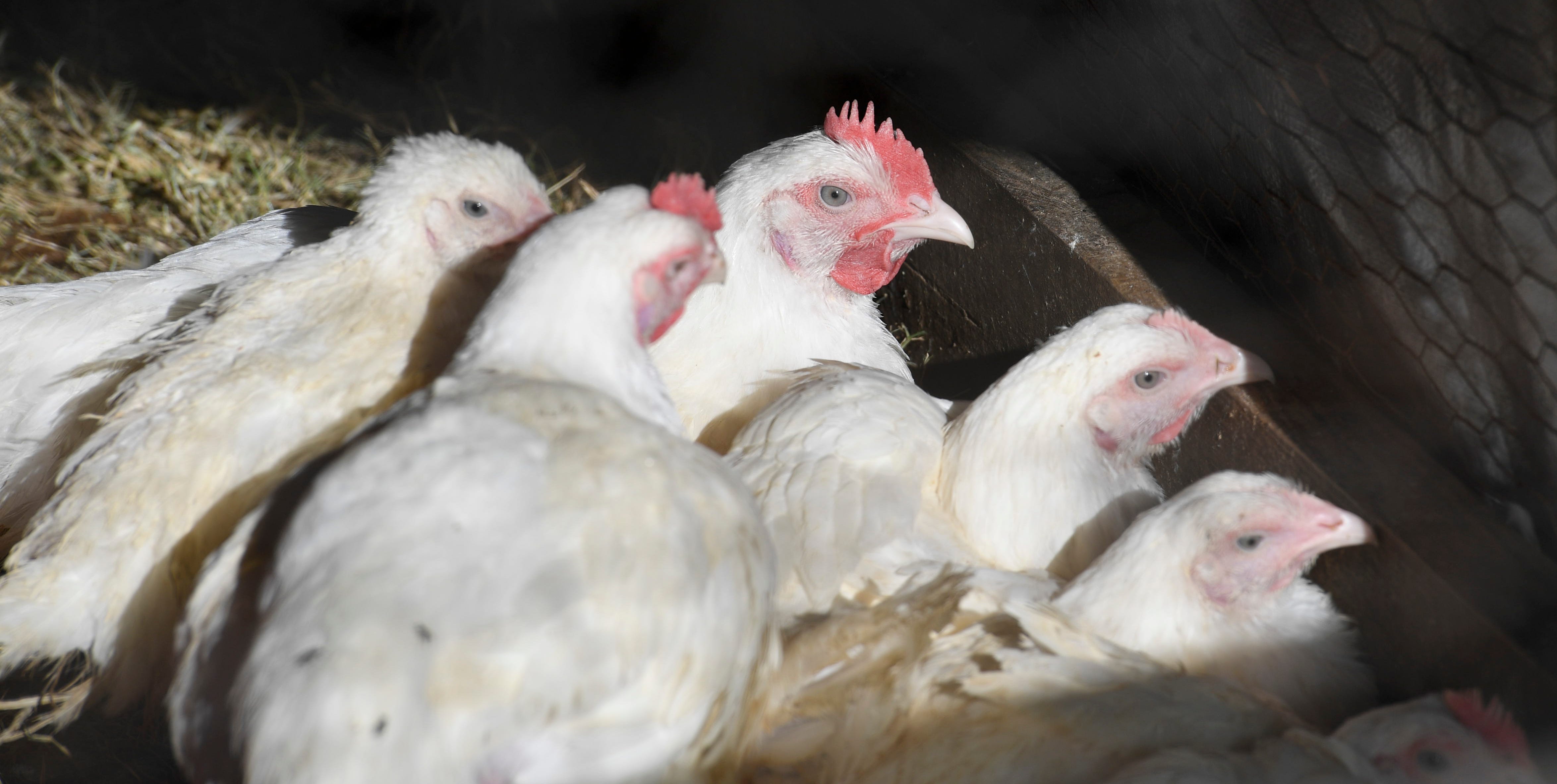 Chickens ‘Rescued’ as Activist Faces $100K Payback