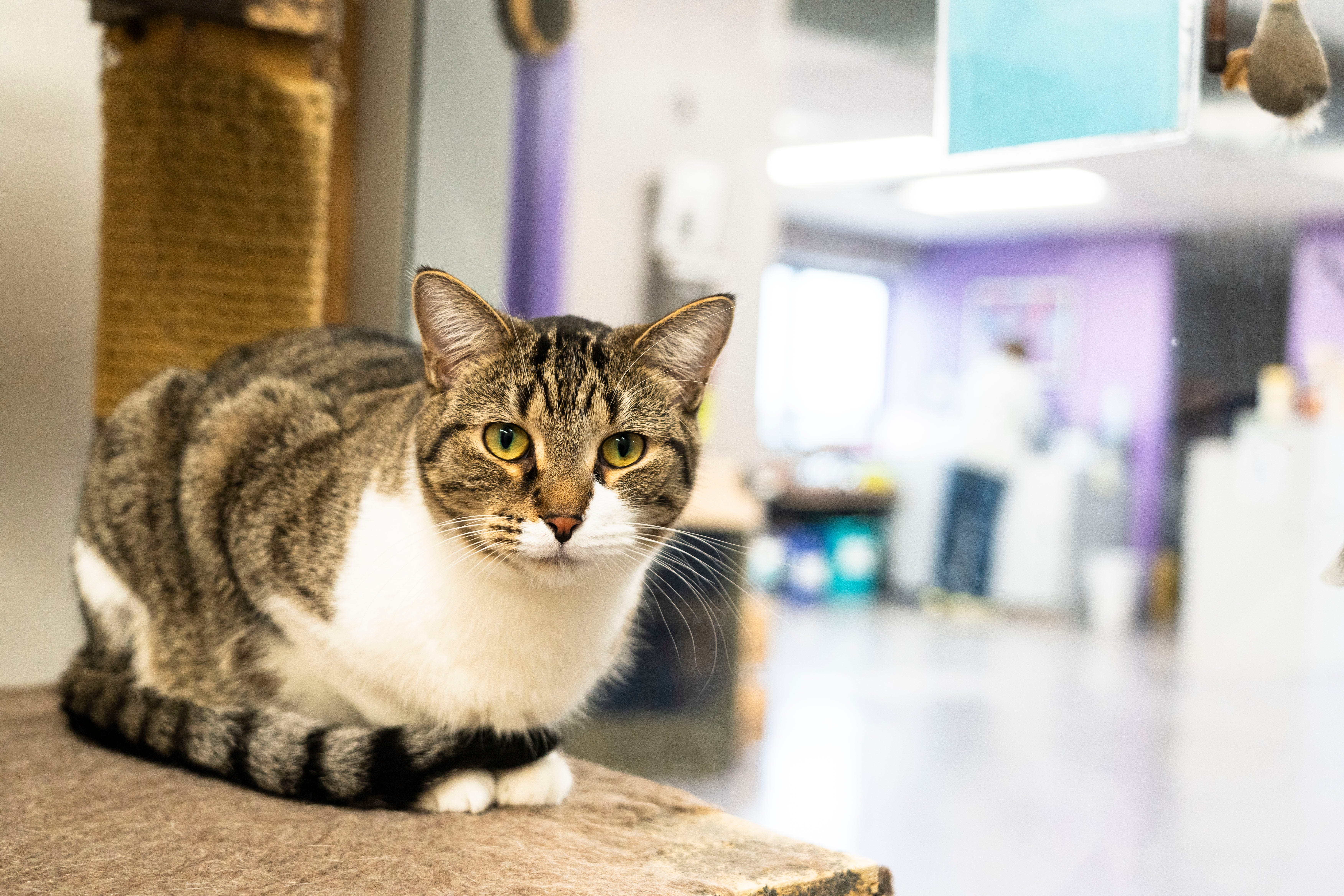 Unlicensed Duo Caught in Shocking DIY Cat Operations