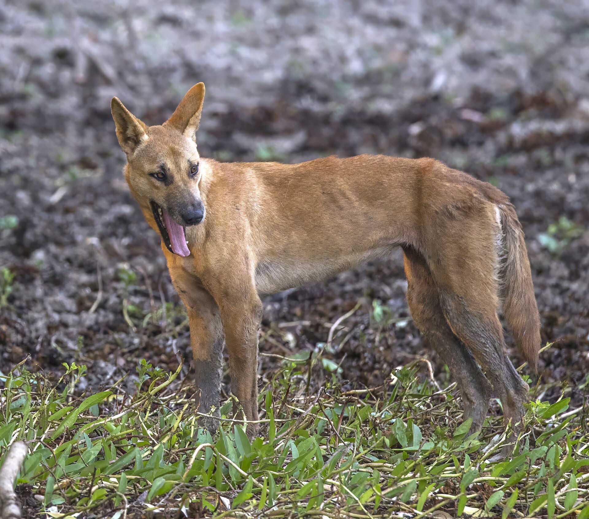 Mystery After Teen Found Dead Surrounded By Dingoes On K’gari Shoreline