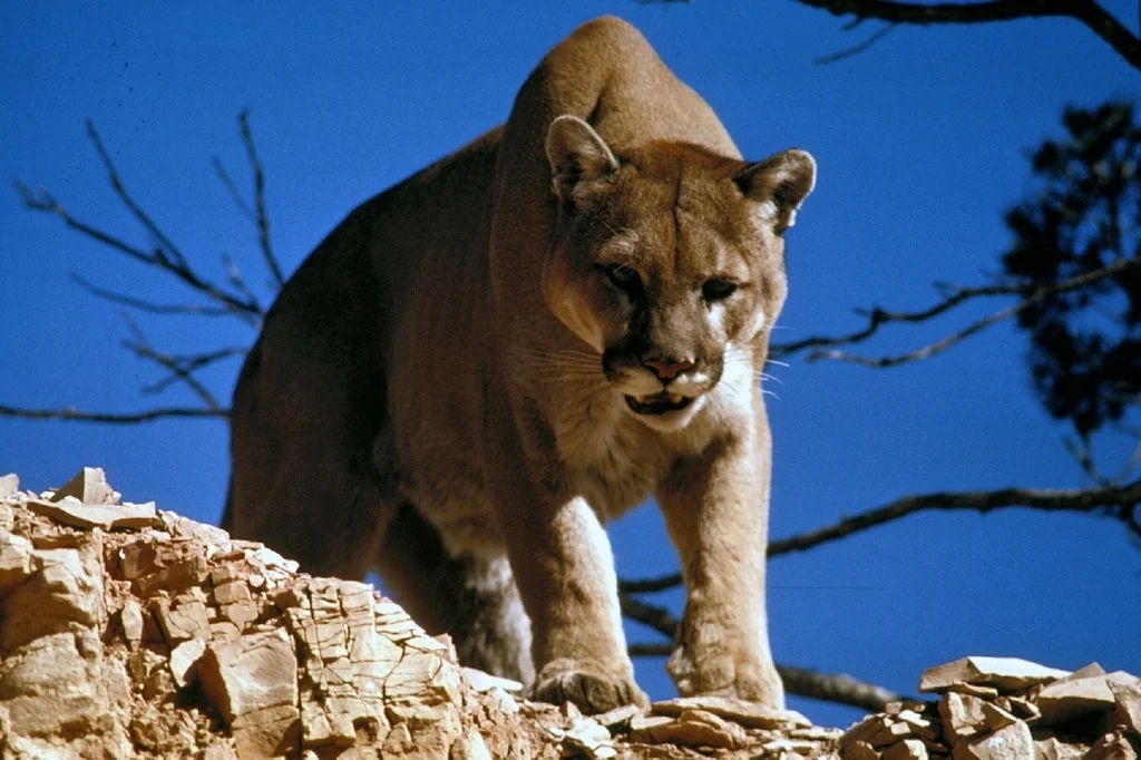 Mountain Lion Rampage Leaves Solo Hiker Dead on New Year’s Day