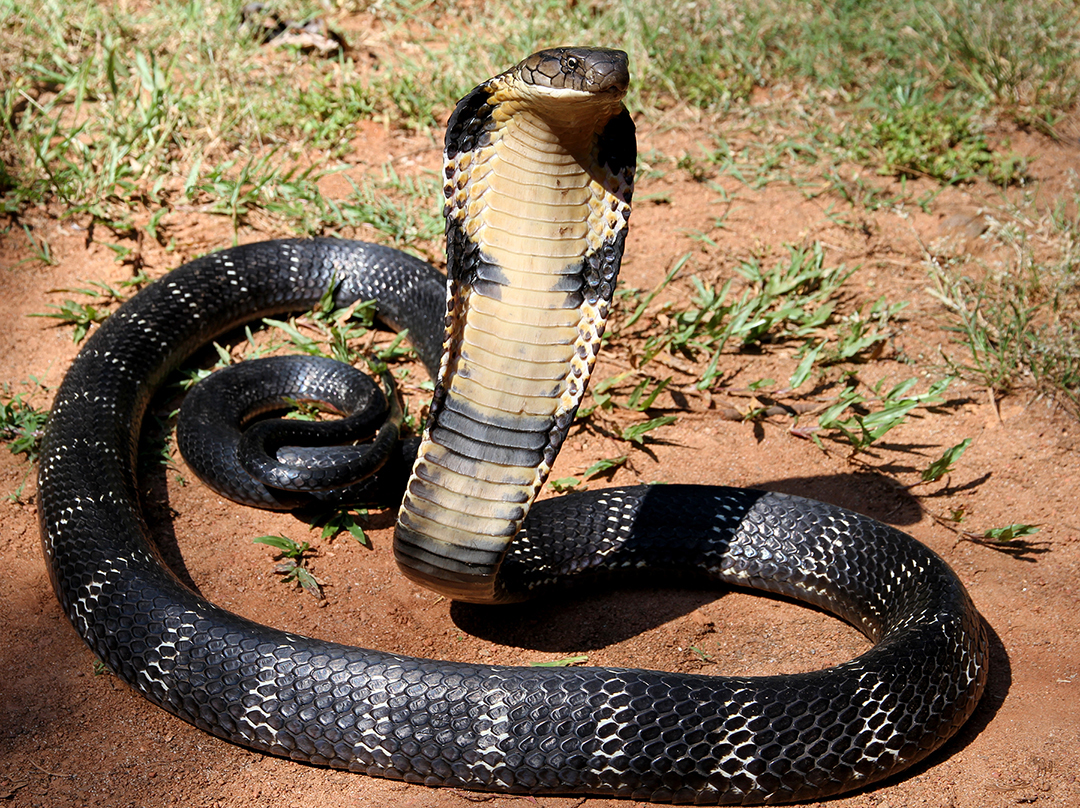 Bride-to-Be Pretends to Turn Into a Snake to Escape an Arranged Marriage