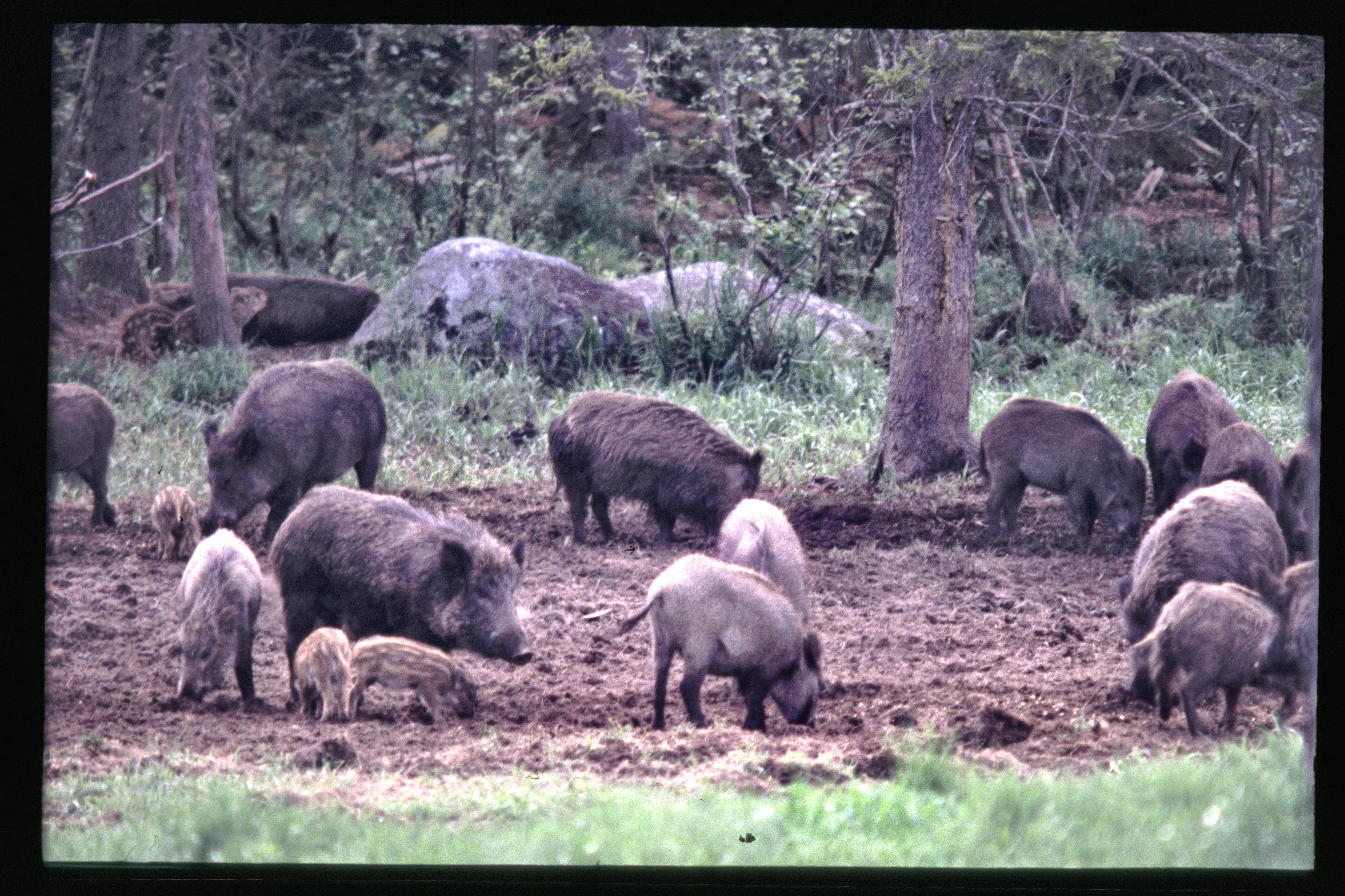 88-Year-Old vs. Feral Horde: Hogs Lay Siege to Florida Home