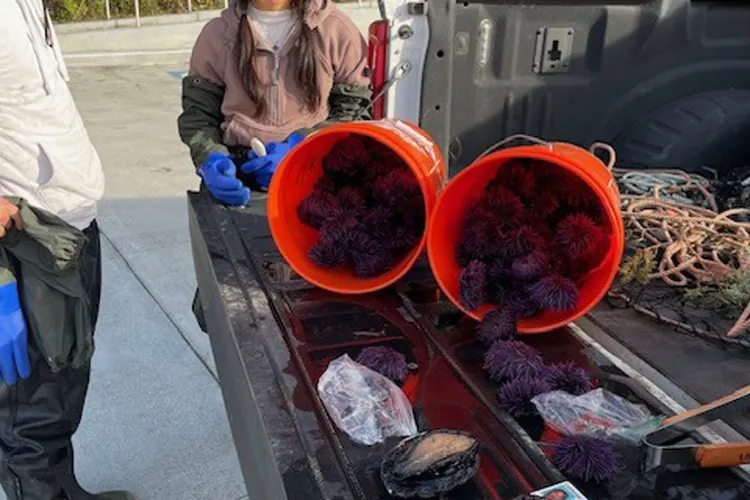 Woman Busted Hiding Rare Abalone Down Her Pants at State Park
