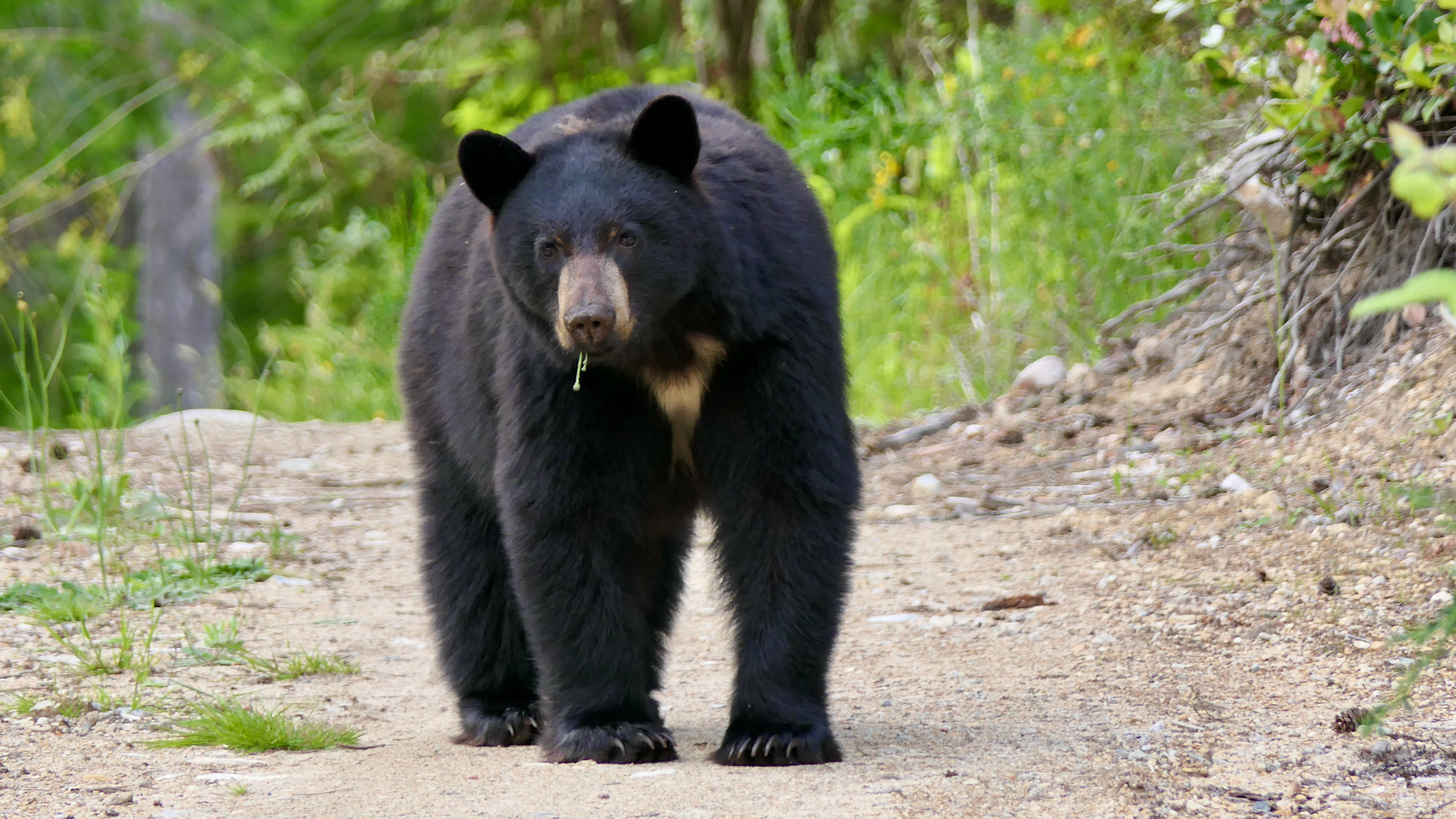 Woman Walking Dog Targeted by Bear in Cali Neighborhood