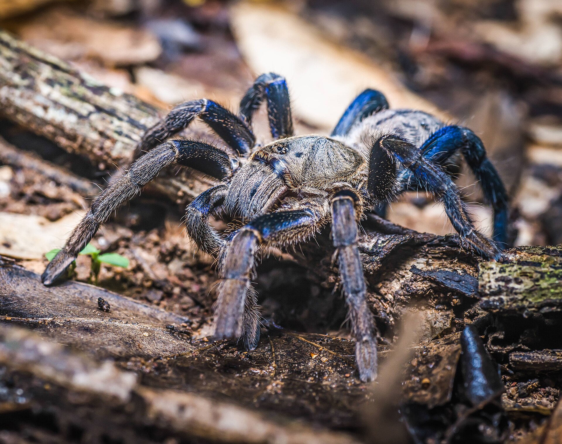 Candidate Says “Home Alone” Inspired Tarantula Assault